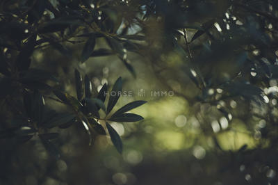 Maison - 900 m² - 13 pièces