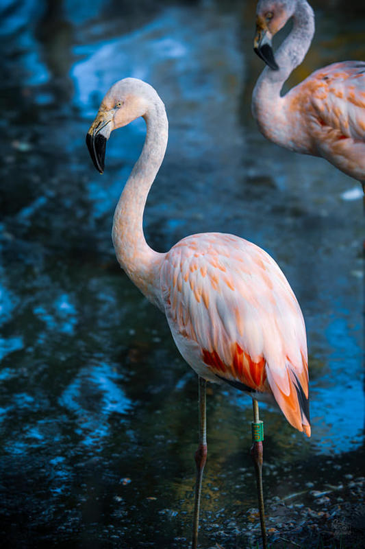 La Réserve Exotique