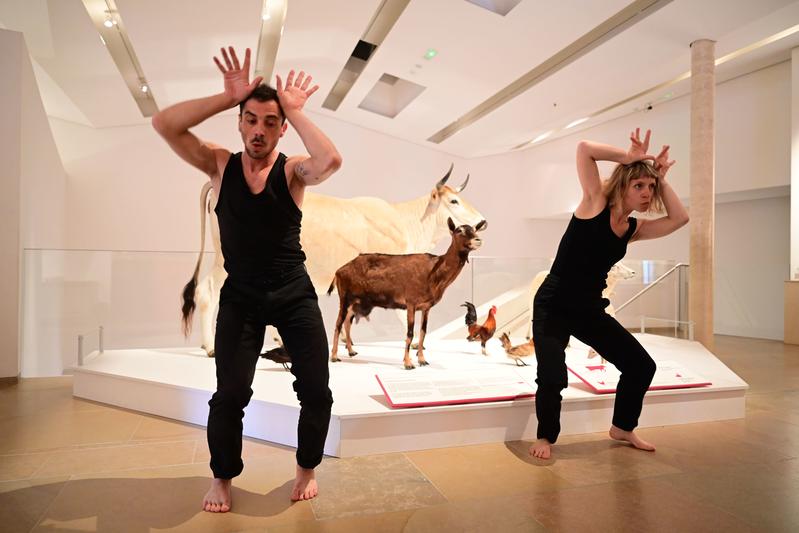 Spectacle "Danse avec les animaux" au musée
