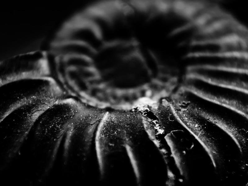 [Rdv Nature] : a la découverte des fossiles