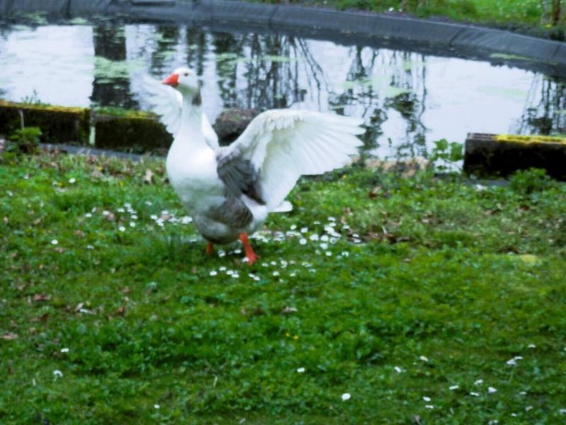 Demeure - 105 m² - 5 pièces