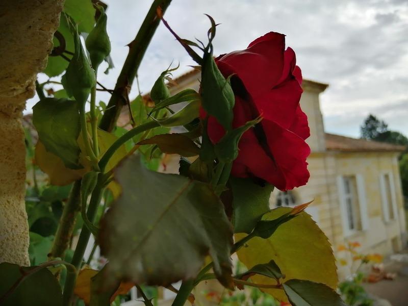 Maison bourgeoise - 540 m² - 15 pièces