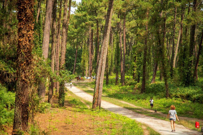 Visite guidée "Plongez au cœur de la forêt du Pignada"