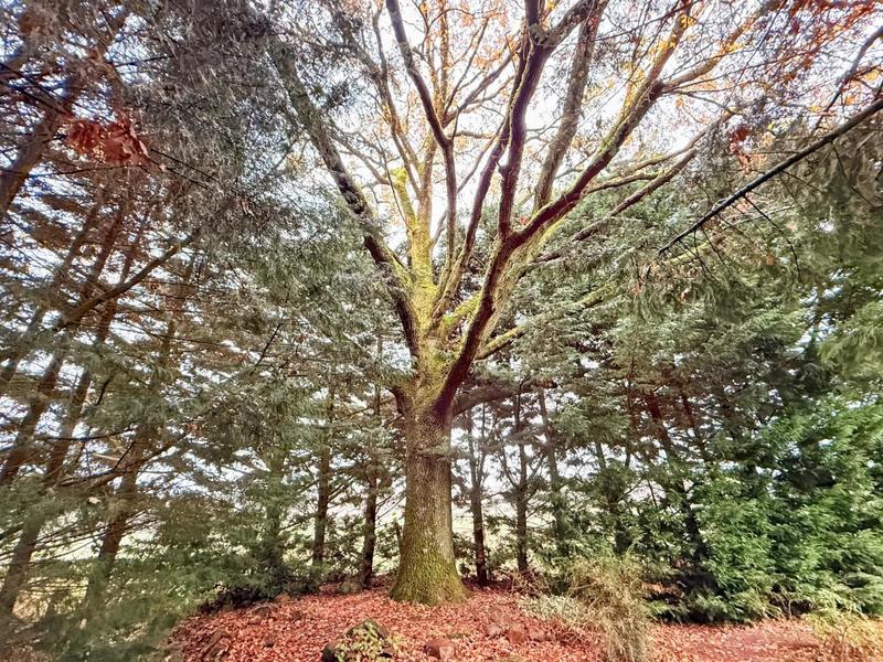 Corps de ferme - 236 m² - 6 pièces