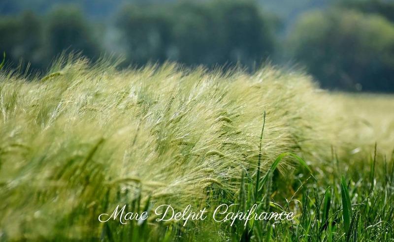 Terrain de loisirs - 10 000 m²