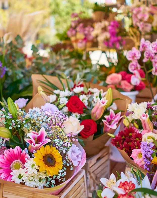 Agapanthe et Compagnie