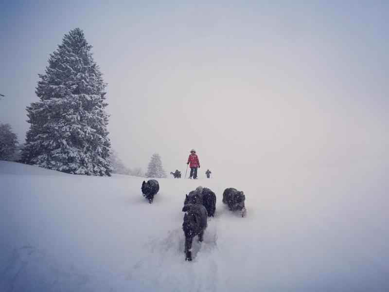 Cani-Rando à la découverte de la meute