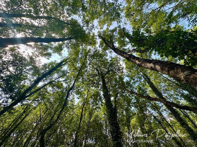 Terrain constructible - 1 259 m²