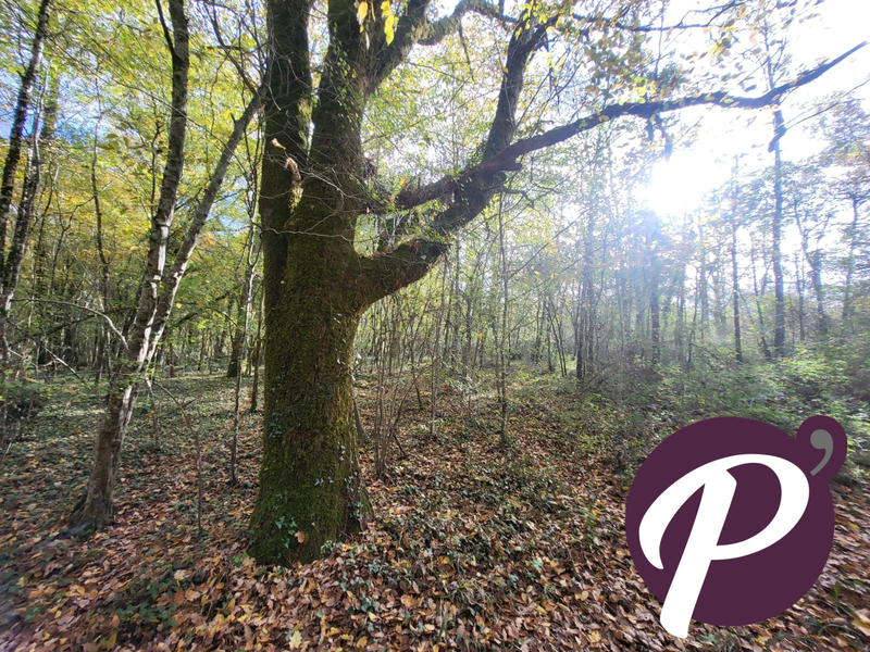 Terrain - 14 806 m²