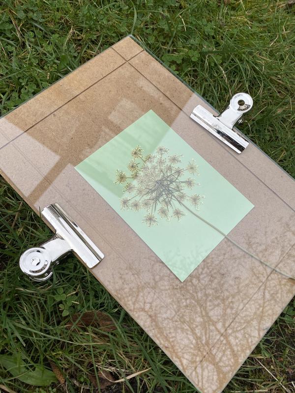 Atelier cyanotypes enfant