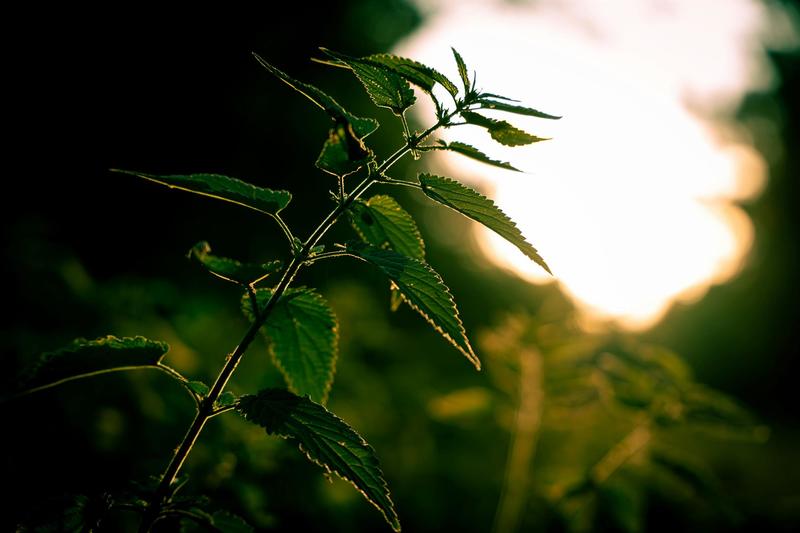 Découverte des plantes du printemps