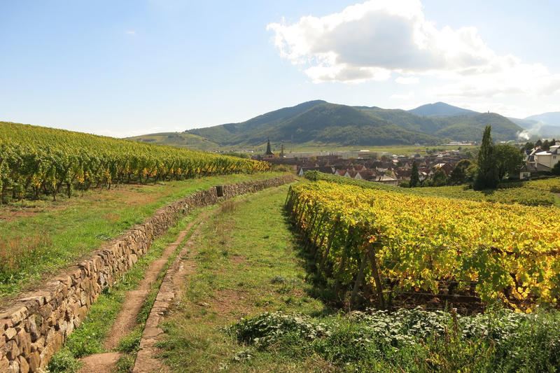 Club Vosgien : Marche douce à Turckheim