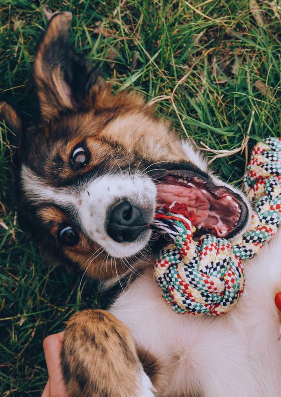 Cani'Colloc, 3ème édition