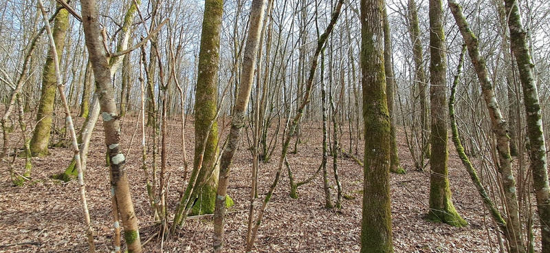 Terrain de loisirs - 1 477 m²