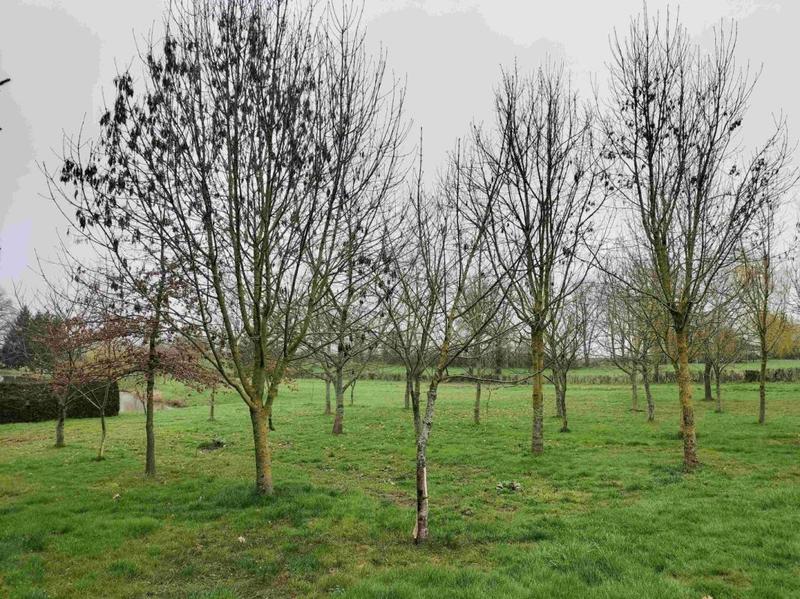 Terrain - 12 264 m²