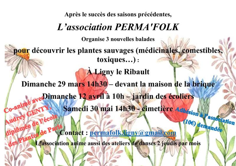 Balades découverte des plantes sauvages