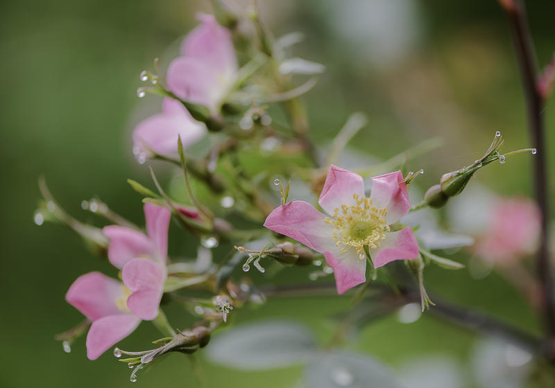 Concours photos : Rosa &amp; Cornus