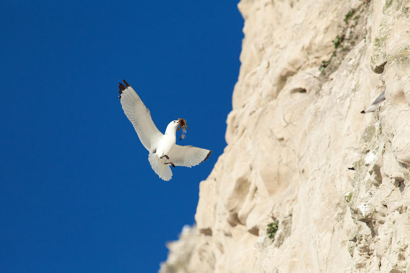 Cap Blanc-Nez - la gent ailée des falaises