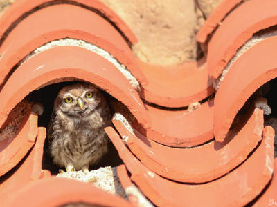 Ens - les Rapaces Nocturnes