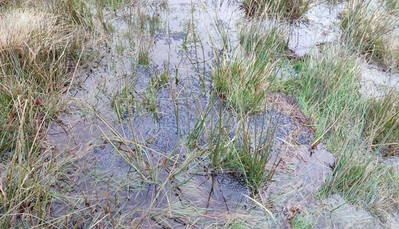 Fête de la nature, le printemps sur la tourbière des Dauges