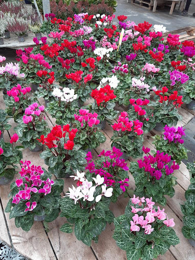 Aux Serres Hermitoises