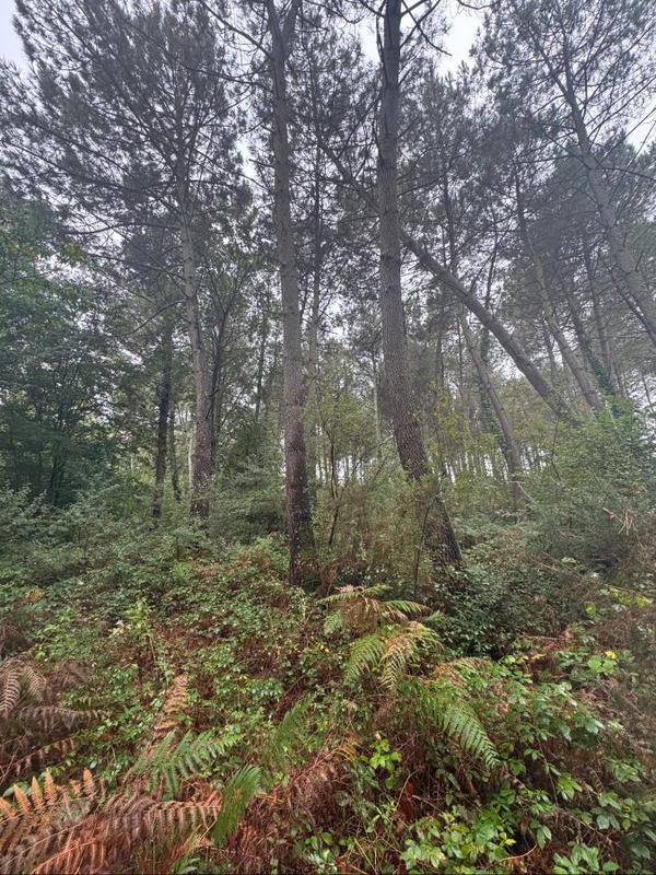 Terrain - 51 575 m²