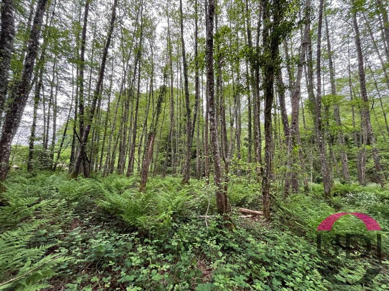 Terrain - 31 689 m²