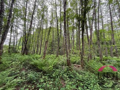 Terrain - 31 689 m²