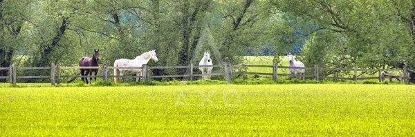 Haras - 280 m² - 7 pièces