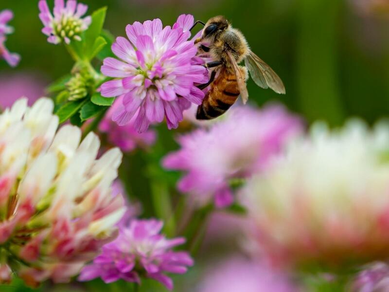 Un goûter aux saveurs sauvages, chez Annie !