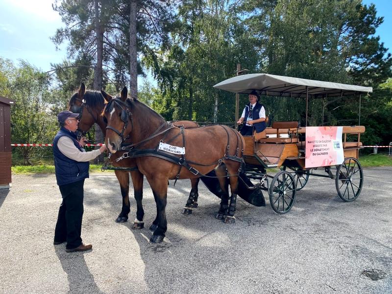 Balades en calèche en centre ville