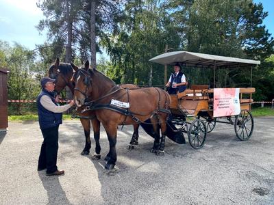 Balades en calèche en centre ville