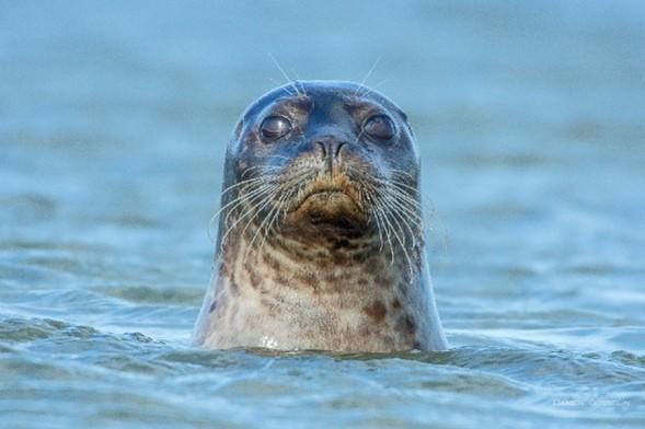Balade nature : « les phoques de la Baie de Canche »