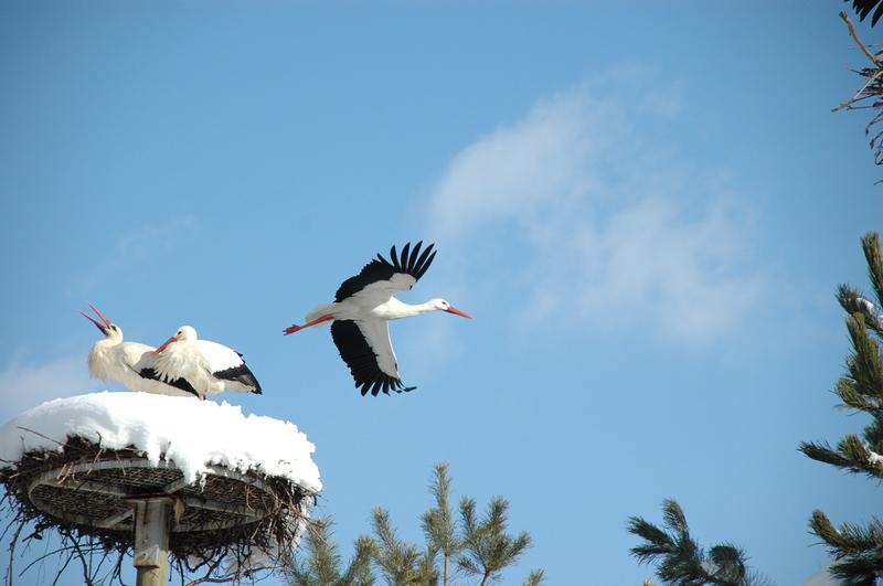 Balade ludique à Cernay