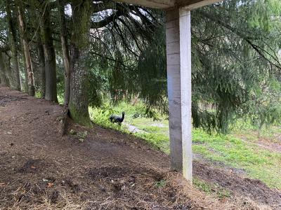 Maison ancienne - 87 m² - 6 pièces