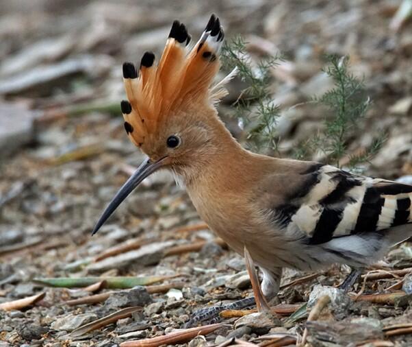 Balades Naturalistes du Mardi