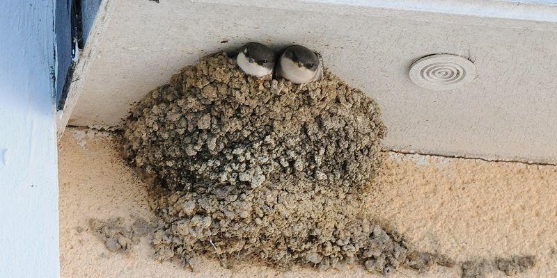 Qui vit dans le bâti ?