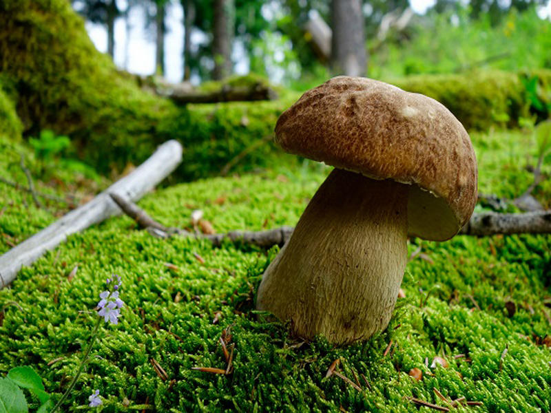 Cueillette forestière