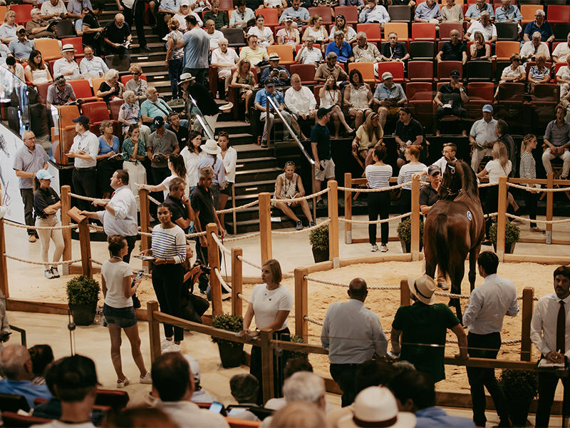 Vente aux enchères de chevaux : Vente de Yearlings d'août