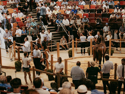 Vente aux enchères de chevaux : Vente de Yearlings d'août