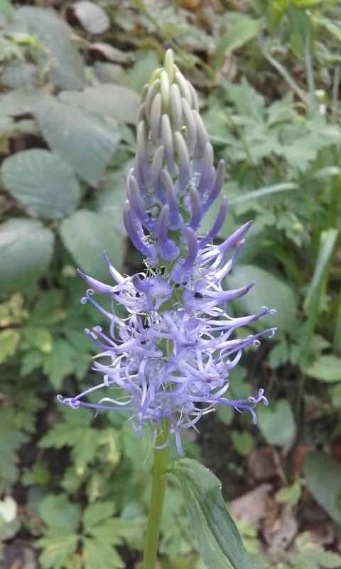 Sortie découverte des plantes sauvages comestibles et médicinales