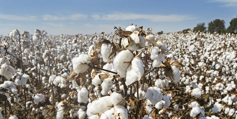 Déshabillez-moi : du champ de coton aux textiles