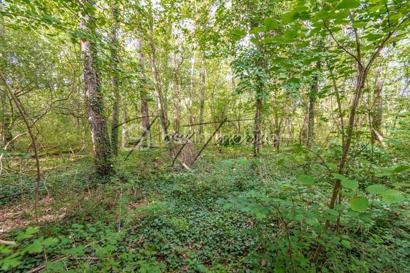 Forêt - 9 702 m²