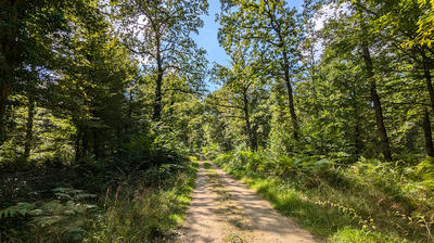 Sortie nature à Vauclair : "La forêt de Vauclair"