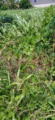 Terrain constructible - 556 m²