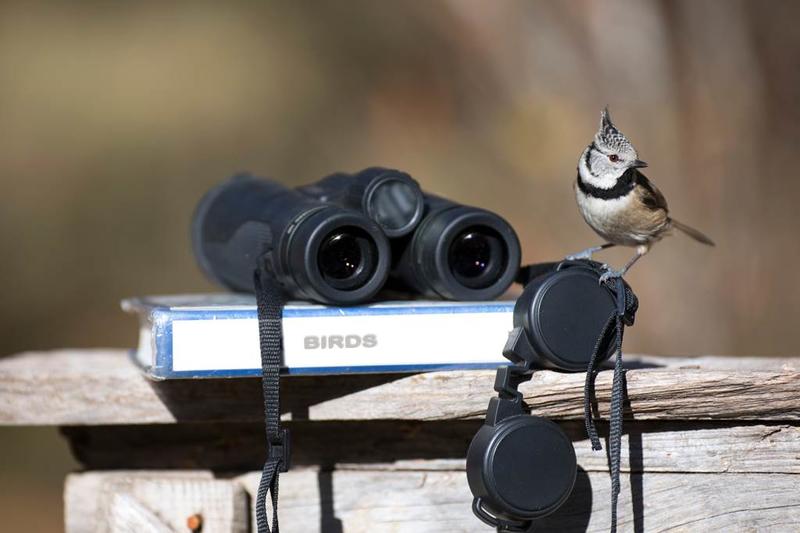 Oiseaux, traces et indices d'oiseaux