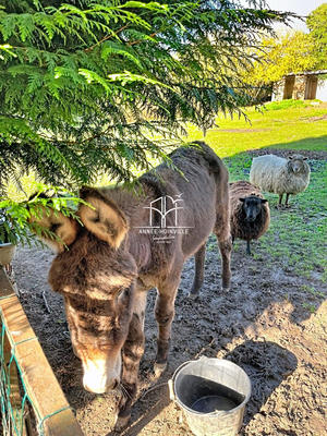 Maison - 130 m² - 4 pièces