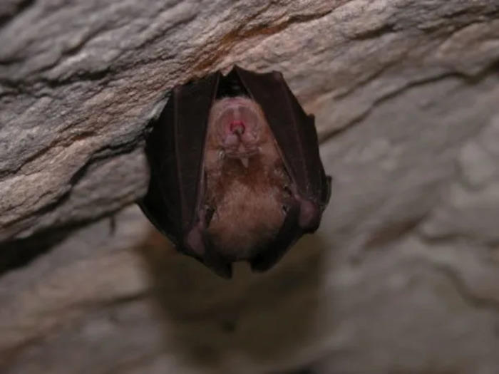 Nuit de la chauve-souris : les étonnantes reines de la nuit