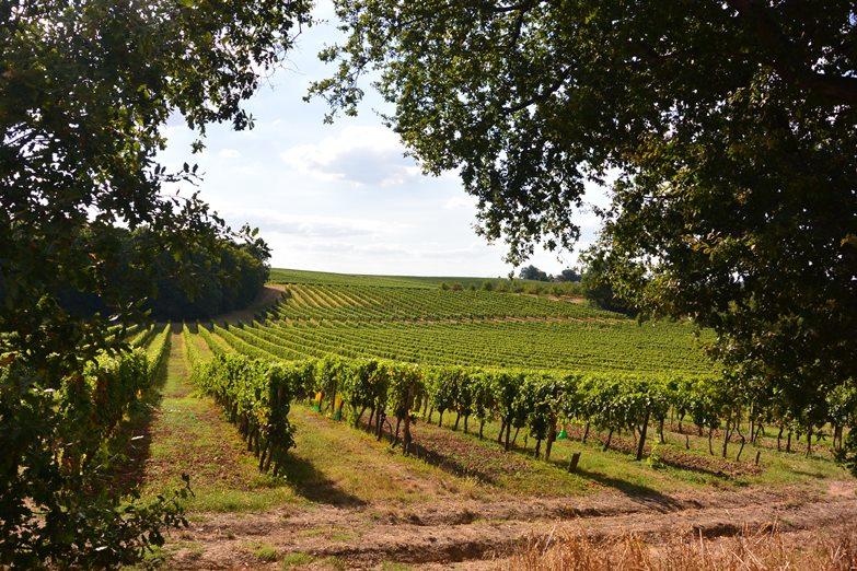 Soirée découverte au Domaine Amblard