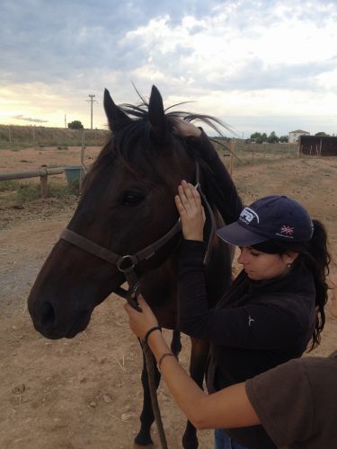 Ostéopathe Animalier - Equin Canin